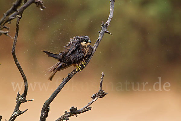 Eleonorenfalke (Falco eleonorae)