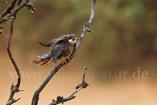 Eleonorenfalke (Falco eleonorae)