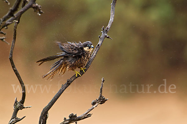 Eleonorenfalke (Falco eleonorae)