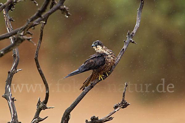 Eleonorenfalke (Falco eleonorae)