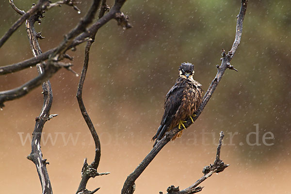 Eleonorenfalke (Falco eleonorae)