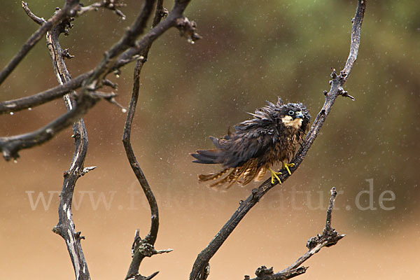 Eleonorenfalke (Falco eleonorae)