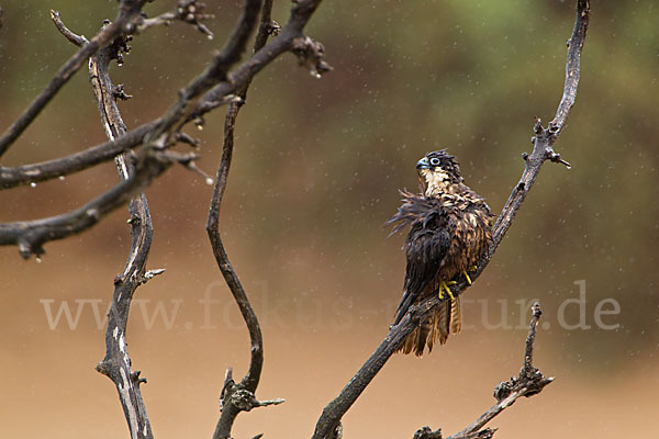 Eleonorenfalke (Falco eleonorae)