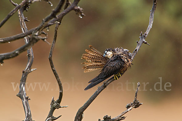 Eleonorenfalke (Falco eleonorae)