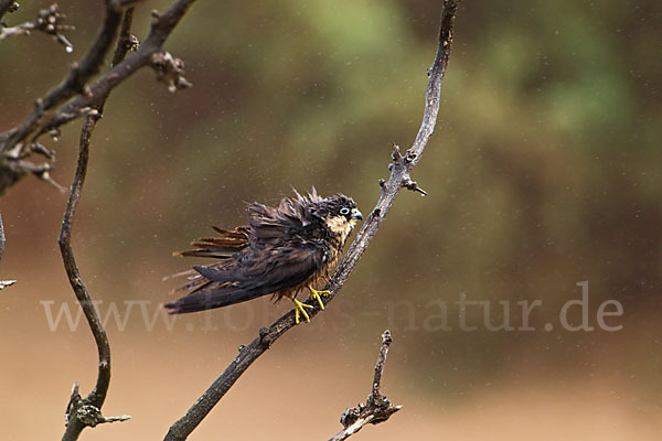 Eleonorenfalke (Falco eleonorae)