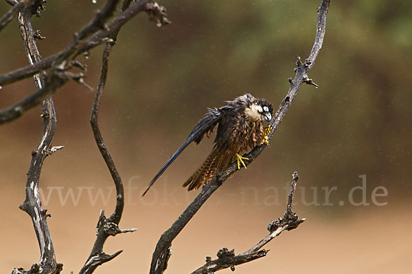 Eleonorenfalke (Falco eleonorae)