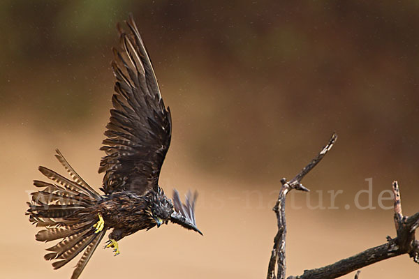 Eleonorenfalke (Falco eleonorae)