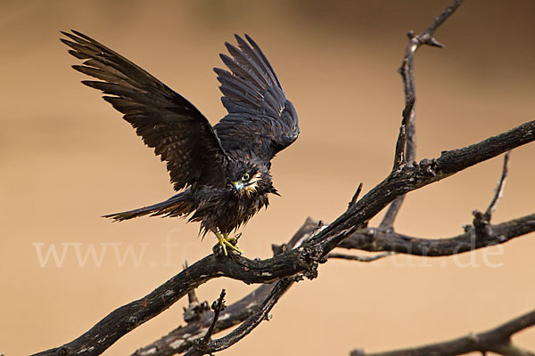 Eleonorenfalke (Falco eleonorae)