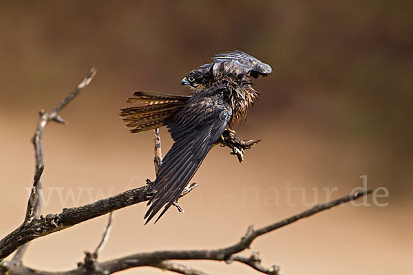 Eleonorenfalke (Falco eleonorae)