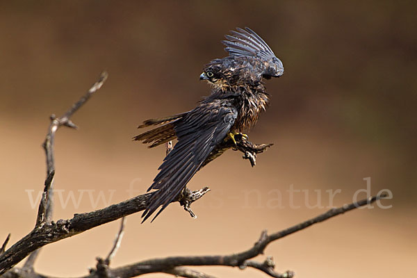 Eleonorenfalke (Falco eleonorae)