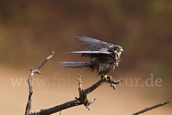 Eleonorenfalke (Falco eleonorae)