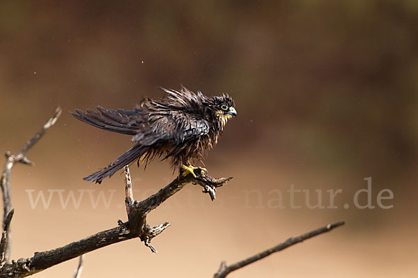 Eleonorenfalke (Falco eleonorae)