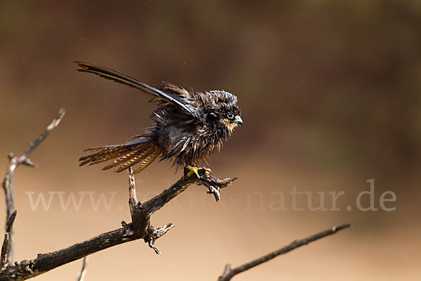 Eleonorenfalke (Falco eleonorae)