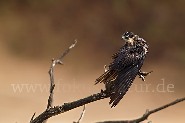 Eleonorenfalke (Falco eleonorae)