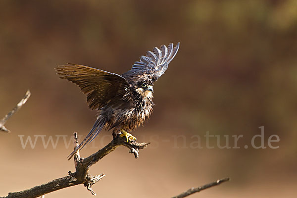 Eleonorenfalke (Falco eleonorae)