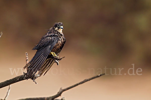 Eleonorenfalke (Falco eleonorae)