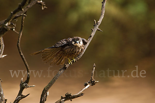 Eleonorenfalke (Falco eleonorae)