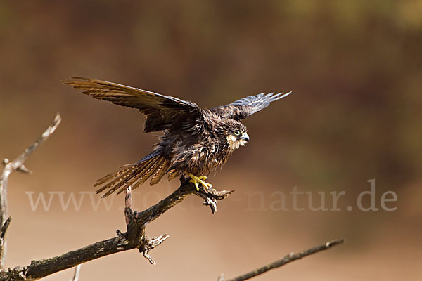 Eleonorenfalke (Falco eleonorae)