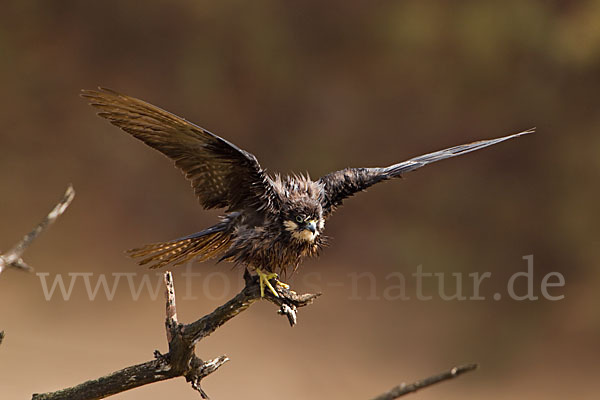 Eleonorenfalke (Falco eleonorae)