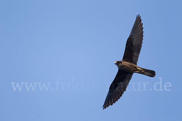 Eleonorenfalke (Falco eleonorae)