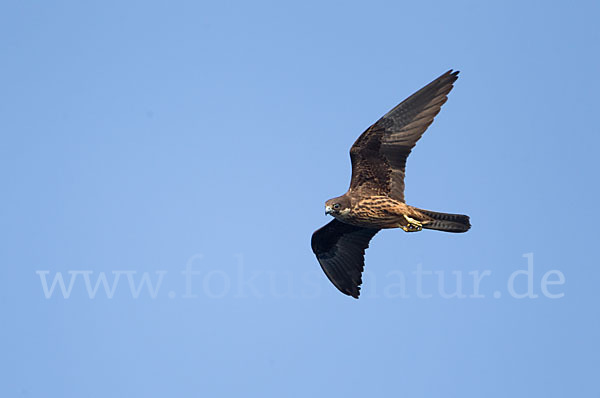 Eleonorenfalke (Falco eleonorae)