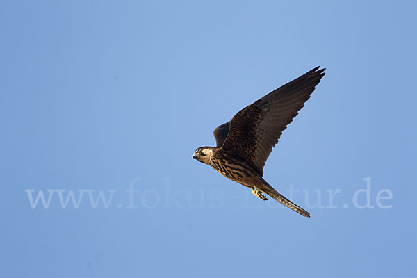 Eleonorenfalke (Falco eleonorae)