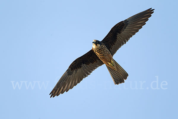 Eleonorenfalke (Falco eleonorae)