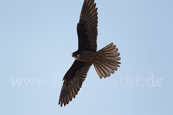 Eleonorenfalke (Falco eleonorae)