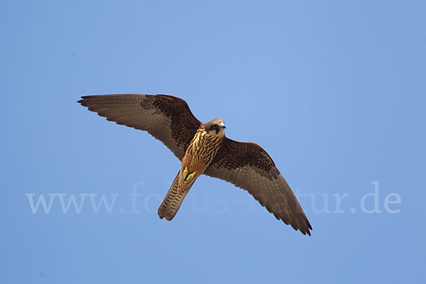 Eleonorenfalke (Falco eleonorae)