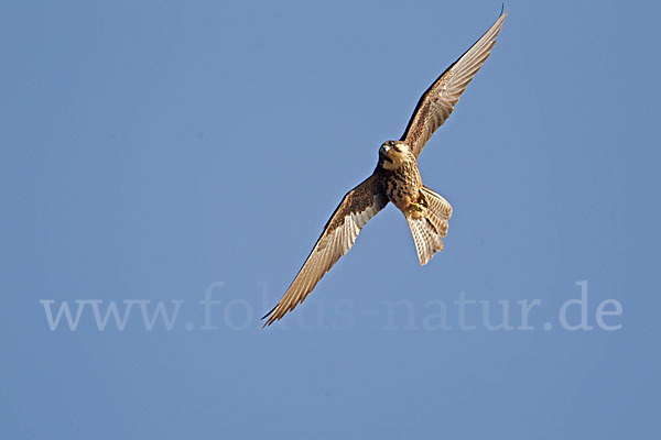 Eleonorenfalke (Falco eleonorae)