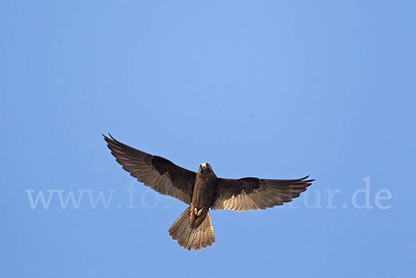 Eleonorenfalke (Falco eleonorae)