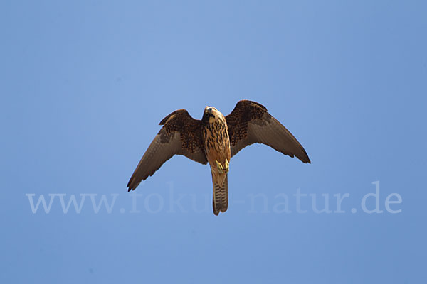 Eleonorenfalke (Falco eleonorae)