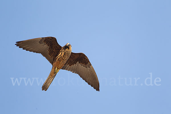 Eleonorenfalke (Falco eleonorae)