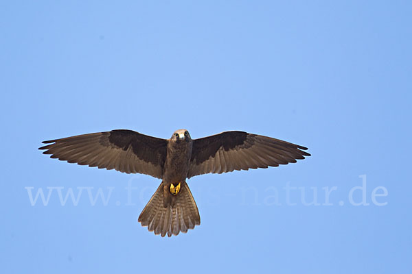 Eleonorenfalke (Falco eleonorae)