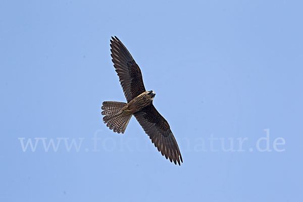 Eleonorenfalke (Falco eleonorae)