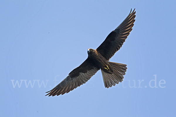 Eleonorenfalke (Falco eleonorae)