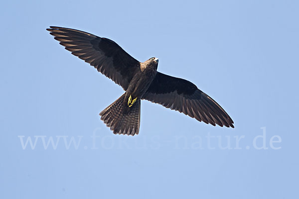 Eleonorenfalke (Falco eleonorae)