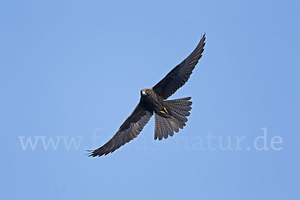 Eleonorenfalke (Falco eleonorae)