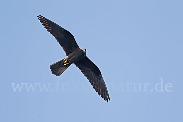 Eleonorenfalke (Falco eleonorae)