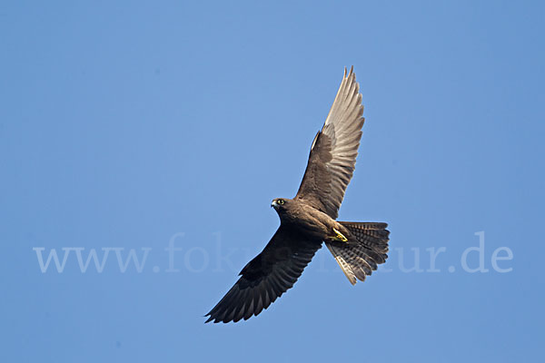 Eleonorenfalke (Falco eleonorae)