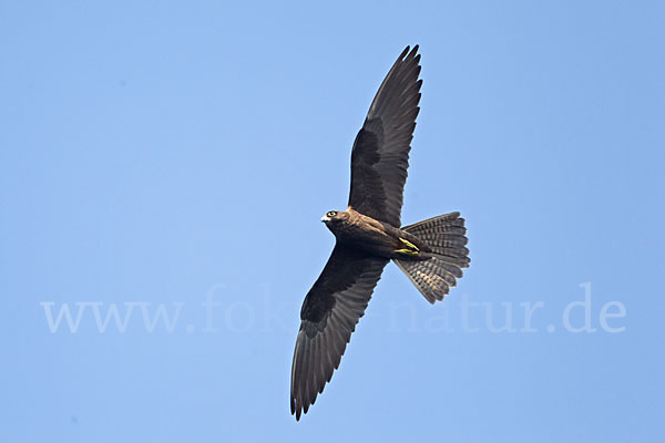 Eleonorenfalke (Falco eleonorae)