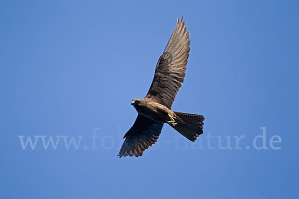 Eleonorenfalke (Falco eleonorae)