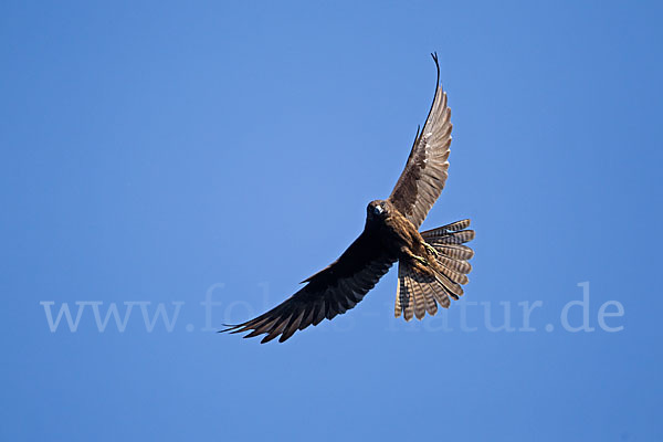 Eleonorenfalke (Falco eleonorae)