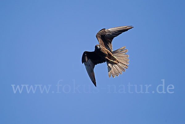 Eleonorenfalke (Falco eleonorae)