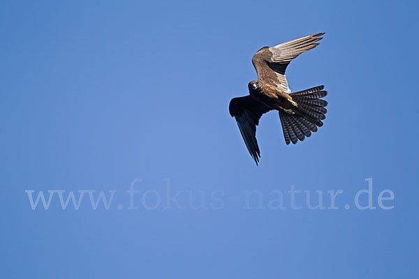 Eleonorenfalke (Falco eleonorae)