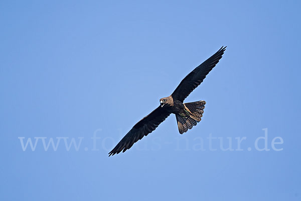 Eleonorenfalke (Falco eleonorae)