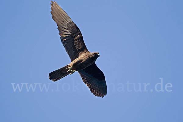 Eleonorenfalke (Falco eleonorae)