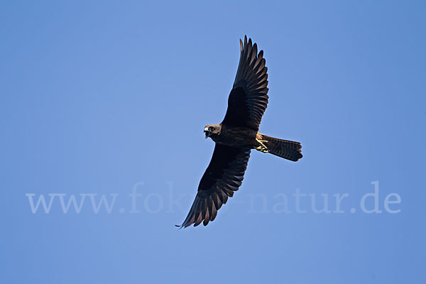 Eleonorenfalke (Falco eleonorae)