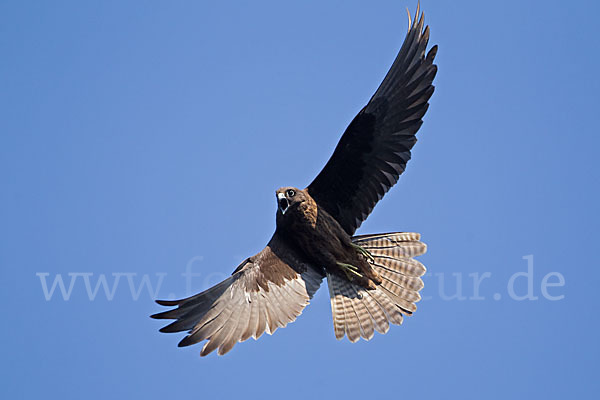 Eleonorenfalke (Falco eleonorae)