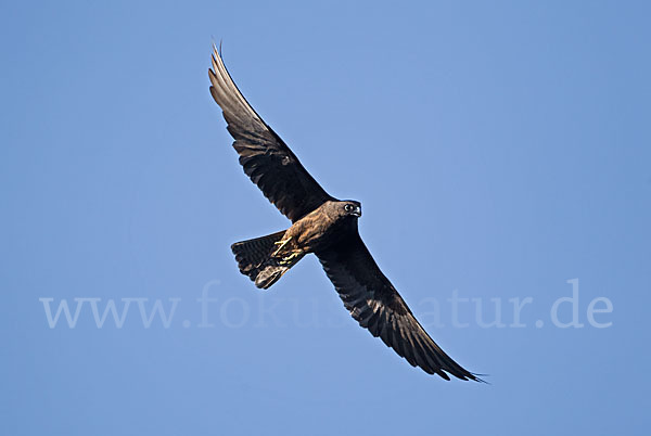 Eleonorenfalke (Falco eleonorae)